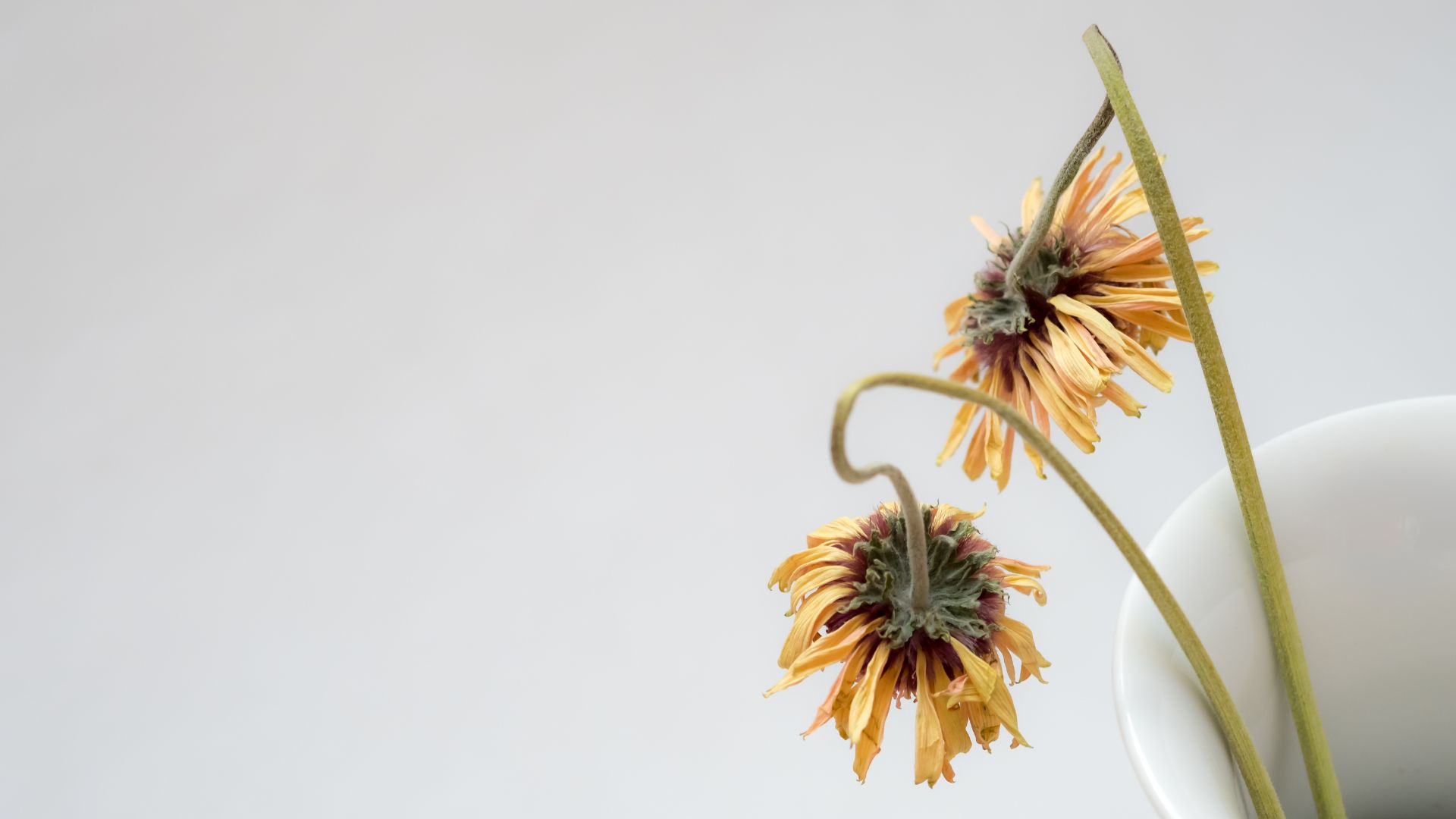 Verwelkte bloemen in witte vaas als symbool voor uitputting en verzuring van het lichaam